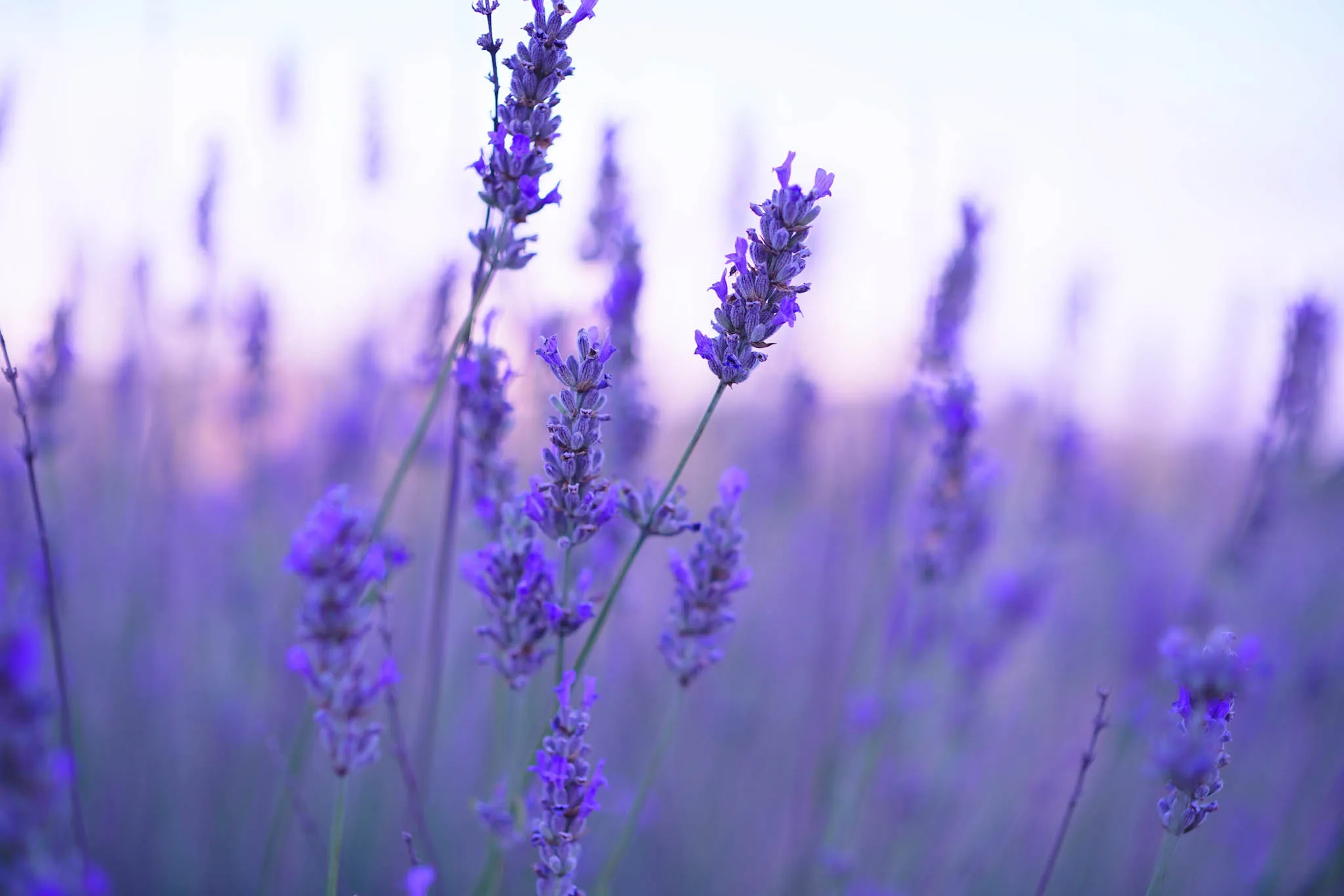 Villa Gaia - Lonato - Lavanda