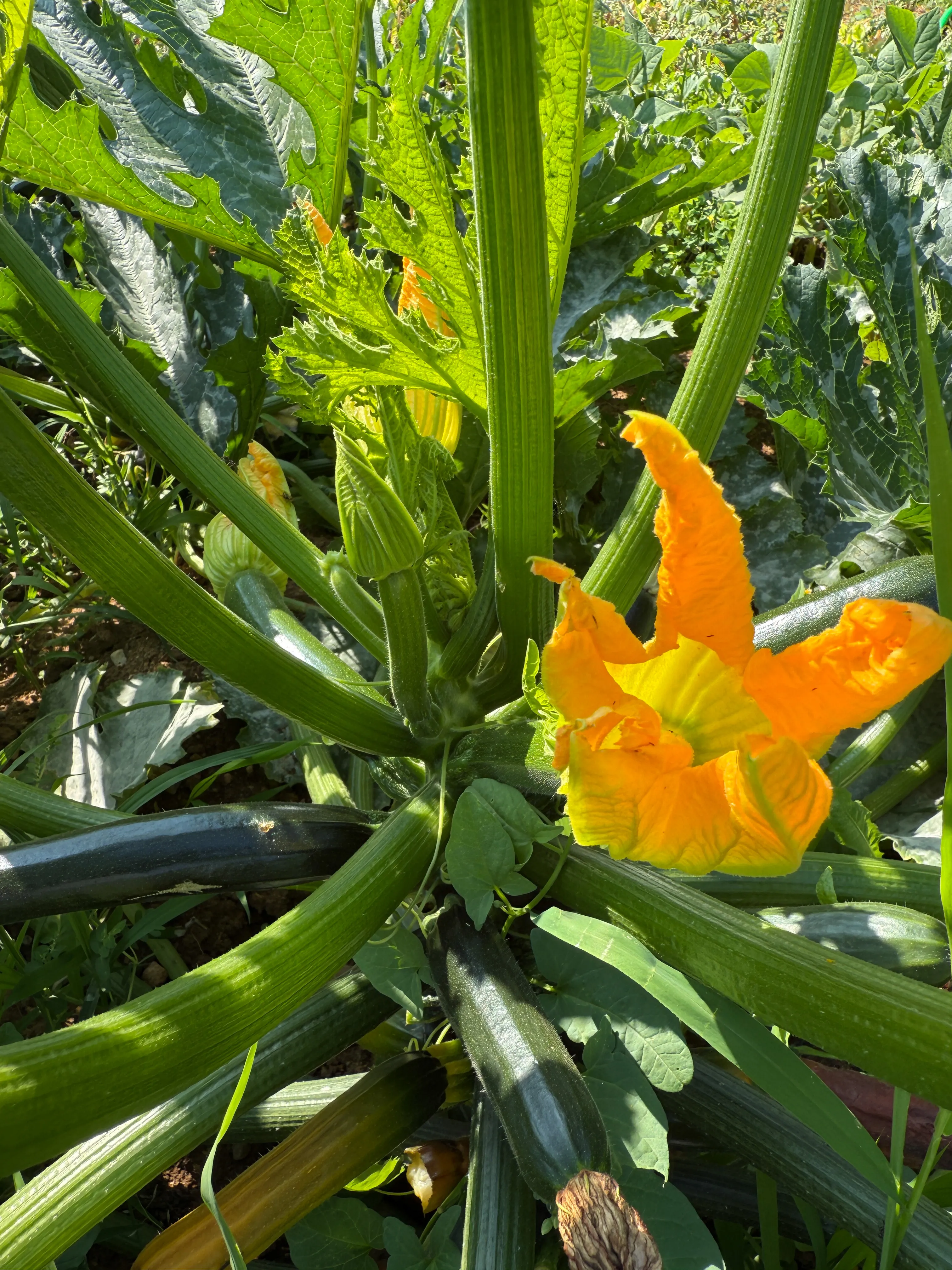 Agriturismo Villa Gaia - Lonato - prodotti km 0 - fiori di zucca