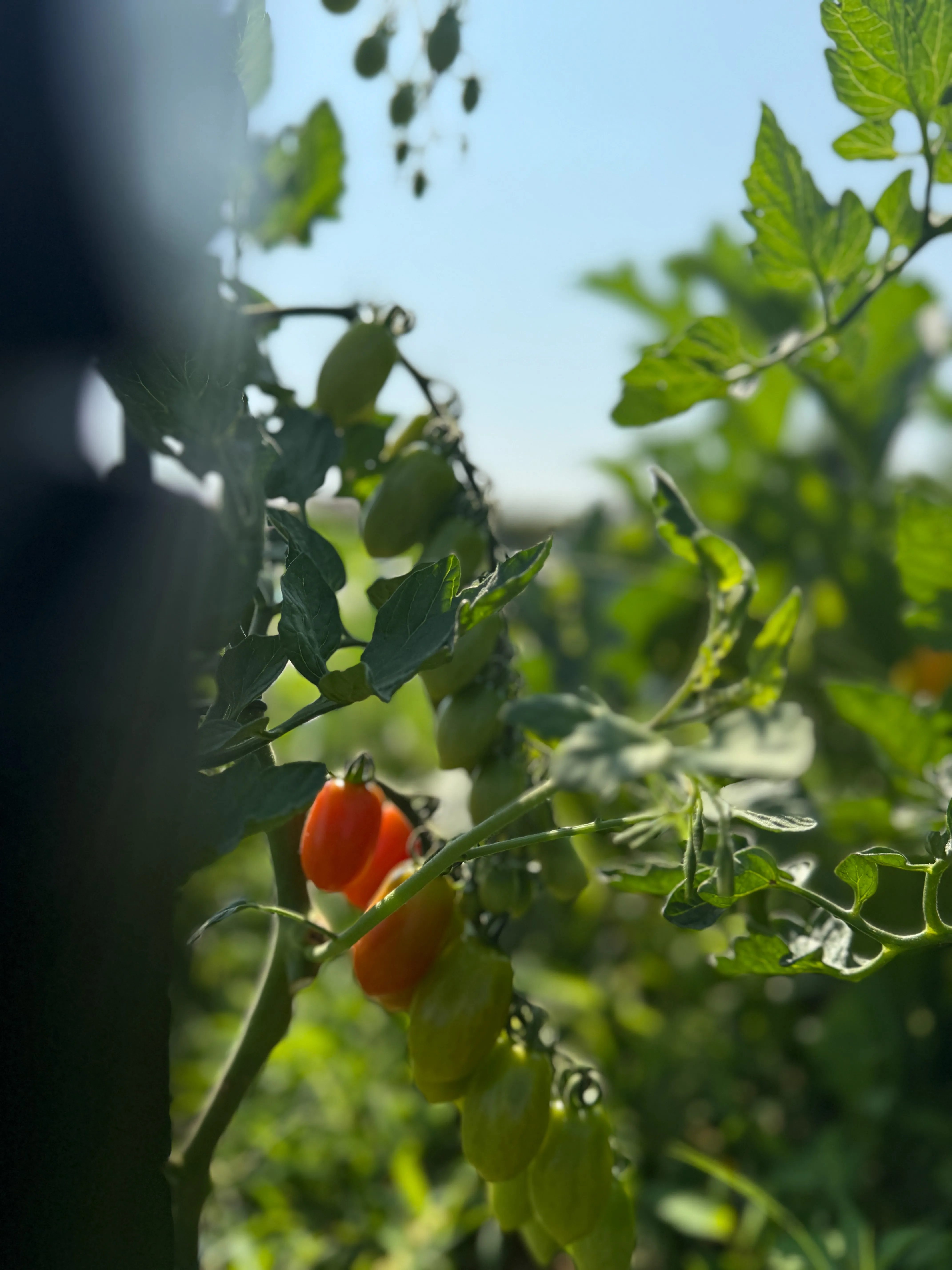 Agriturismo Villa Gaia - Lonato - prodotti km 0 - pomodori